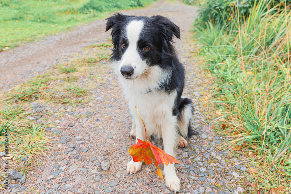 Funny puppy dog border collie with orange maple fall leaf in mouth sitting on park background outdoor. Dog sniffing autumn leaves on walk. Hello Autumn cold weather concept.