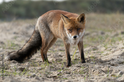 red fox in the wild © Robert