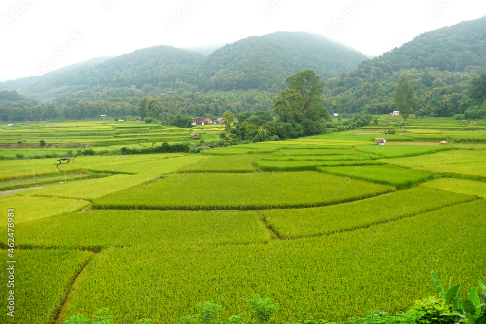 Green rice field in countryside with mountains background, Nan province, Thailand