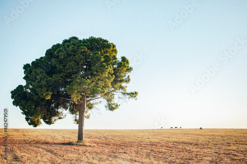 Árbol en medio del campo, árbol solitario
