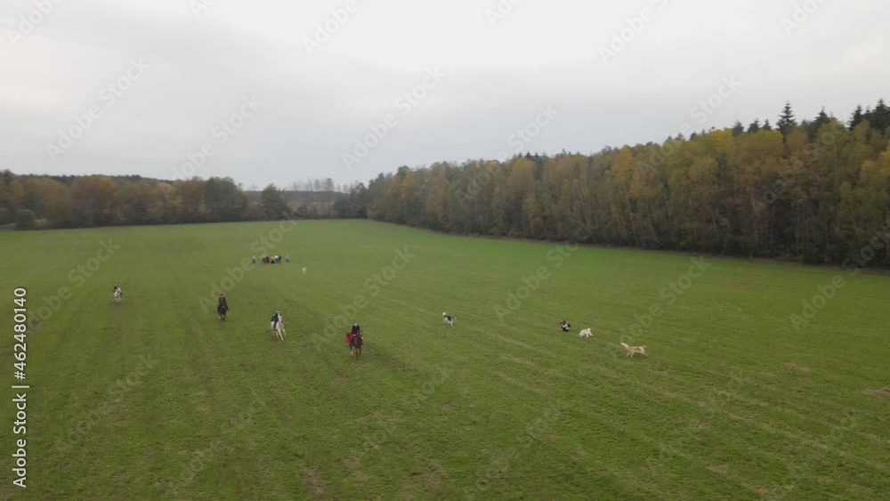 Historical reconstruction of traditional horse hunting with russian borzoi dogs. Horseman and greyhounds running on the field race.