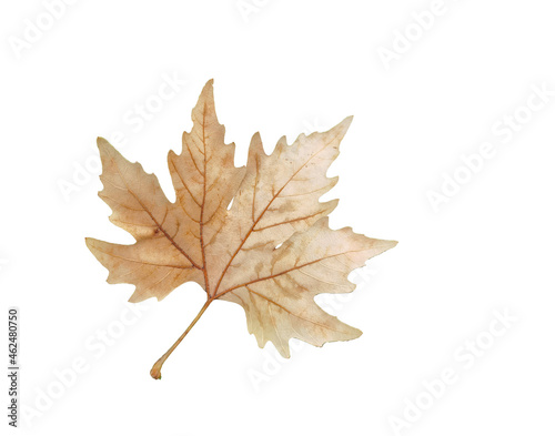autumn leaves brown platanus tree isolated in black background