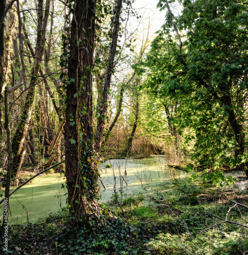 Beautiful Swamp Pond  in Irish Woodland  Abstract