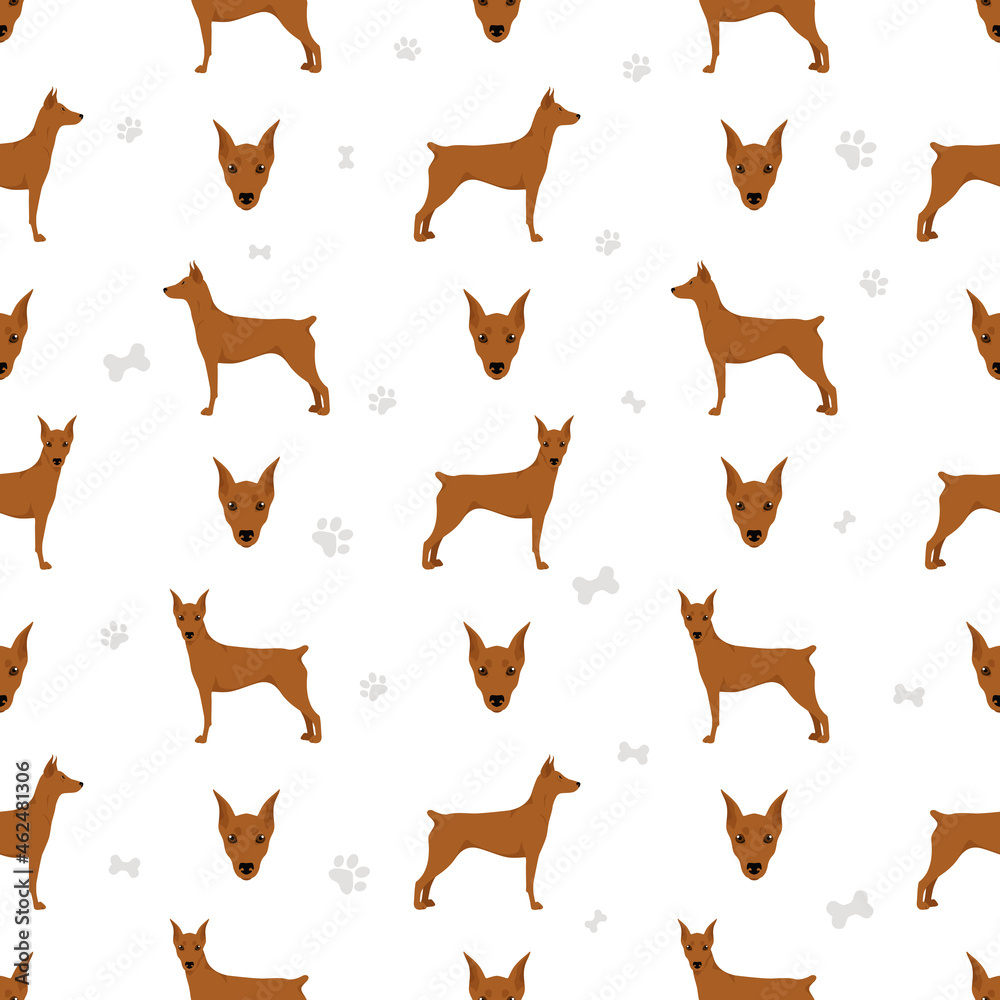 German pinscher seamless pattern. Different poses, coat colors set