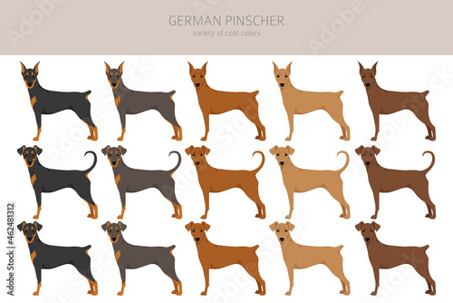 German pinscher clipart. Different poses, coat colors set