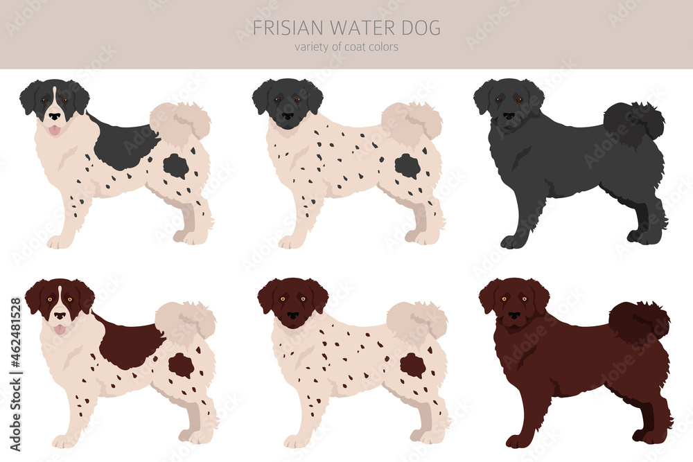 Frisian water dog clipart. Different poses, coat colors set