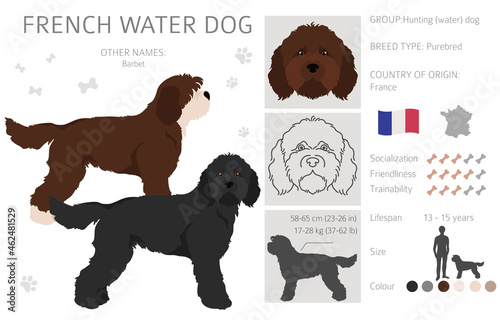 French water dog clipart. Different poses, coat colors set photo