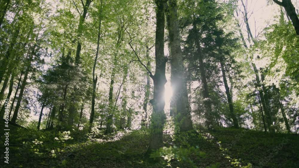 Beautiful sun rays illuminating a beech forest. Beautiful sun rays illuminating a beech forest.