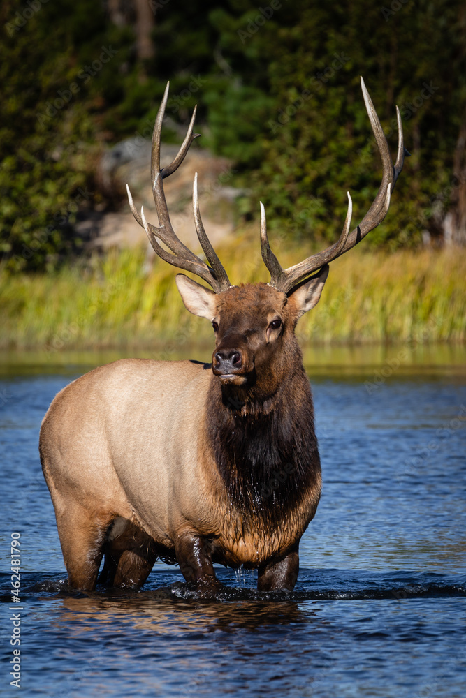 bull elk in the lake bull elk in the lake