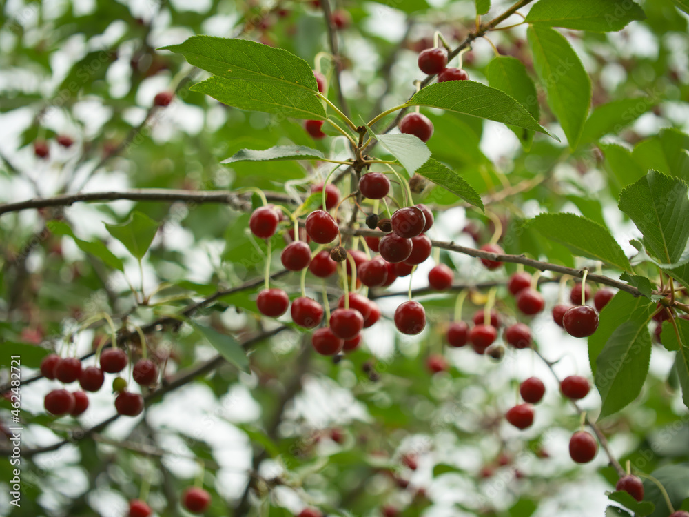 Lots of ripe cherries on the branches of the tree. Branches of a cherry tree.