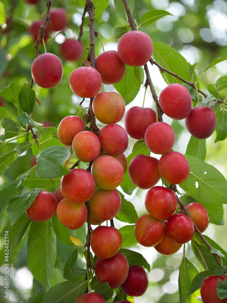 A lot of ripe cherry plum berries on a branch, close-up. Ripe berries. A lot of ripe cherry plum berries on a branch, close-up. Ripe berries.