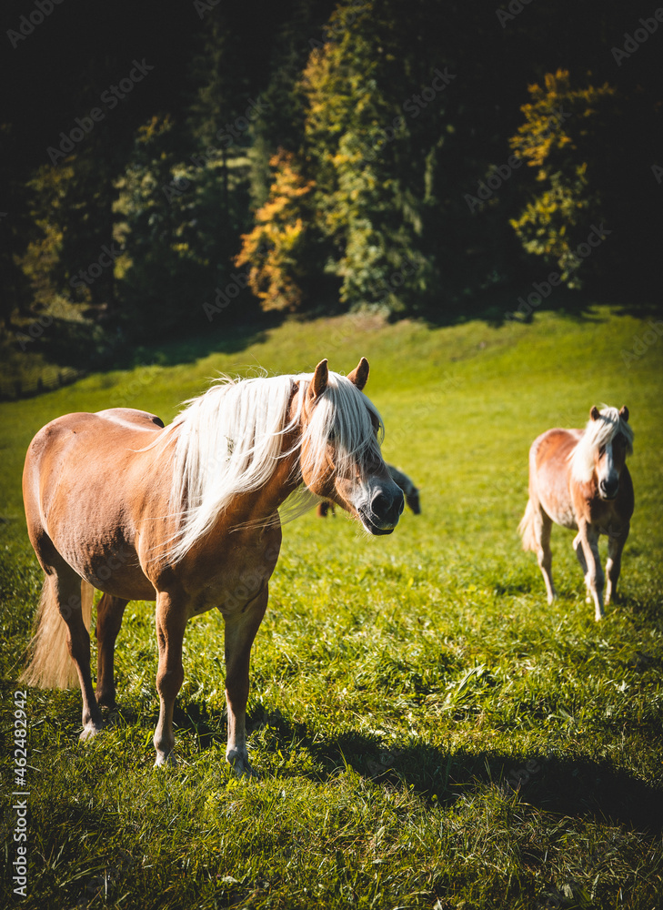 Pferd auf einer Wiese beim Fressen an einem wunderbaren Herbst Tag	