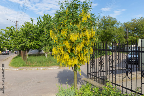 Branches with beautiful yellow hanging flowers of golden rain tree in spring garden. Nature background. (Laburnum anagyroides). Common Laburnum Flowers in Bloom in Springtime.