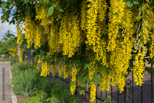 Branches with beautiful yellow hanging flowers of golden rain tree in spring garden. Nature background. (Laburnum anagyroides). Common Laburnum Flowers in Bloom in Springtime.
