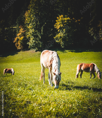 Pferd auf einer Wiese beim Fressen an einem wunderbaren Herbst Tag 