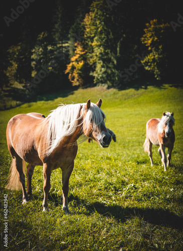 Pferd auf einer Wiese beim Fressen an einem wunderbaren Herbst Tag  © Kaufi