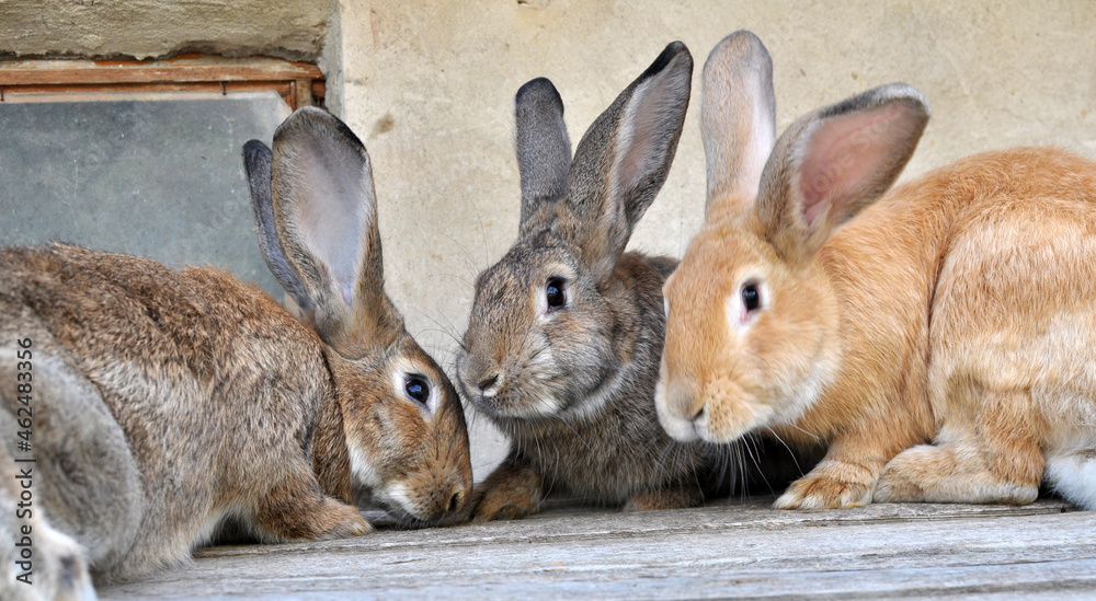 Domestic rabbits kept in a private village yard Domestic rabbits kept in a private village yard
