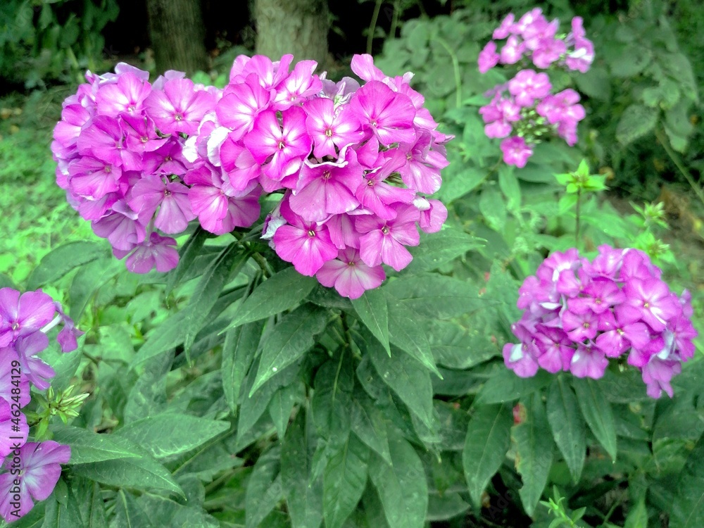 Pink hydrangea flowers in the garden