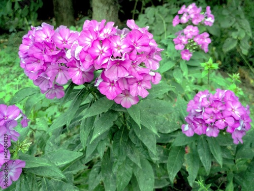 Pink hydrangea flowers in the garden