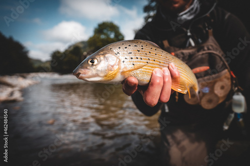 Portrait einer Äsche beim Fliegenfischen	