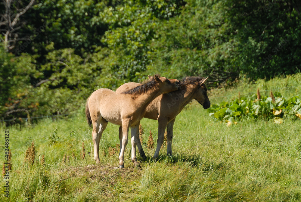 Wild horses on a green pasture, Bieszczady Mountains, Poland Wild horses on a green pasture, Bieszczady Mountains, Poland