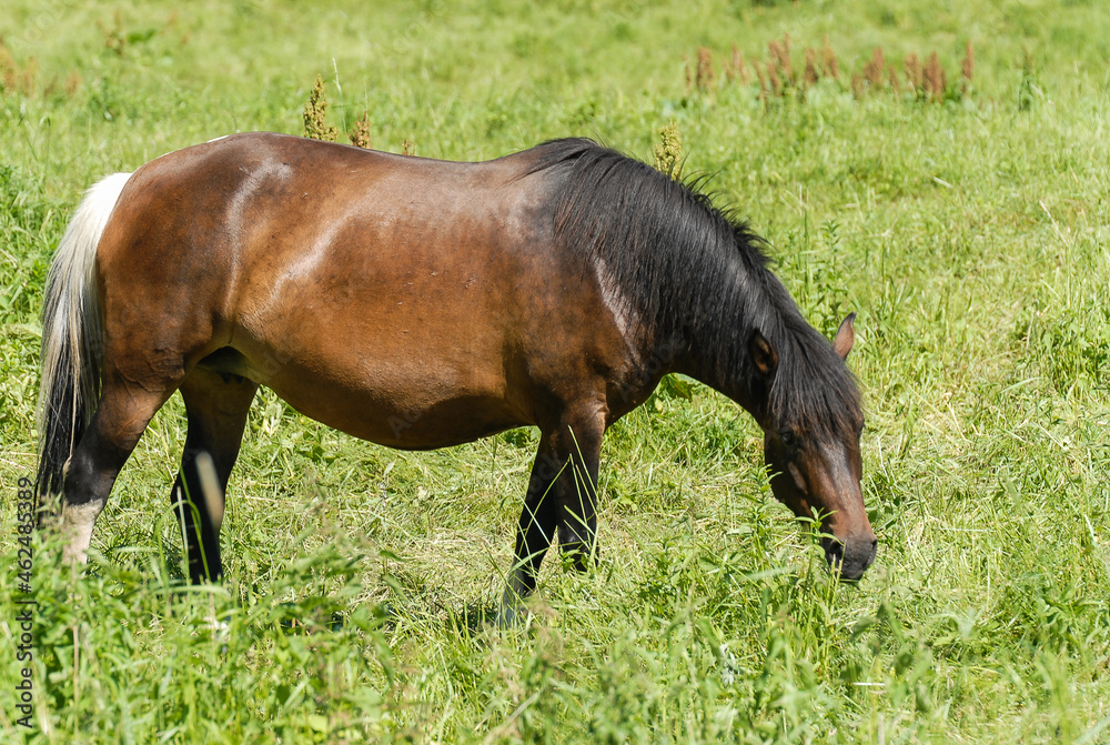Wild horses on a green pasture, Bieszczady Mountains, Poland Wild horses on a green pasture, Bieszczady Mountains, Poland