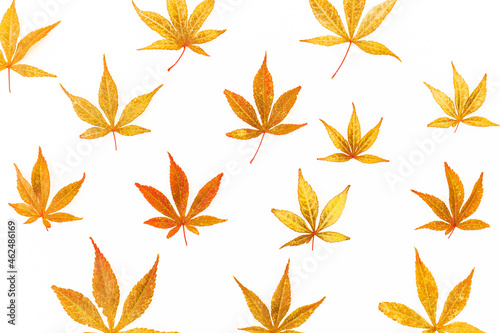 Autumnal pattern made of orange fall leaves on white background. Flat lay. Thanksgiving day.