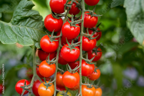 Beautiful red ripe cherry tomatoes grown in a greenhouse photo