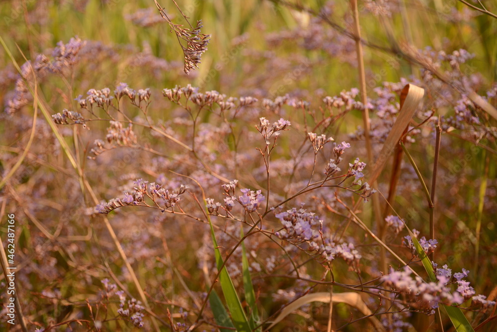 Purple little southern flowers close-up Purple little southern flowers close-up