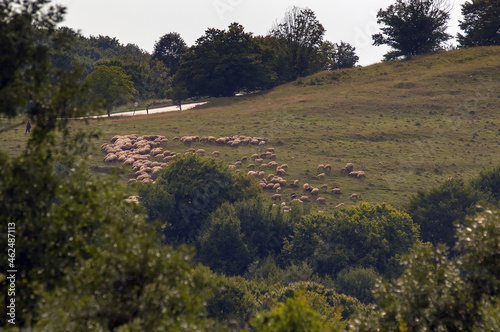 Wypas owiec wzdłuż drogi baca z psami i stadem zwierząt