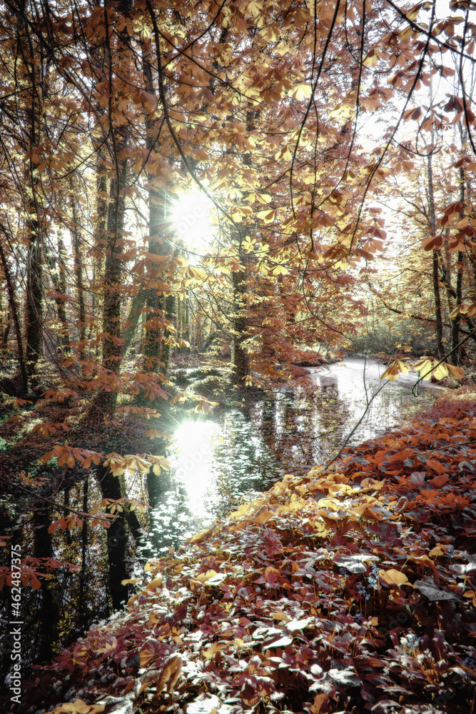 Beautiful Swamp Pond, in Irish Woodland, Abstract