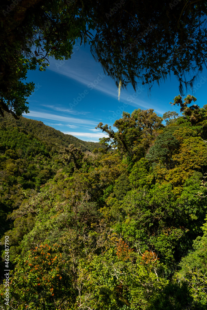 View of cloud forest in La Amistad National Park, Chiriqui Highlands, Panama, Central America
