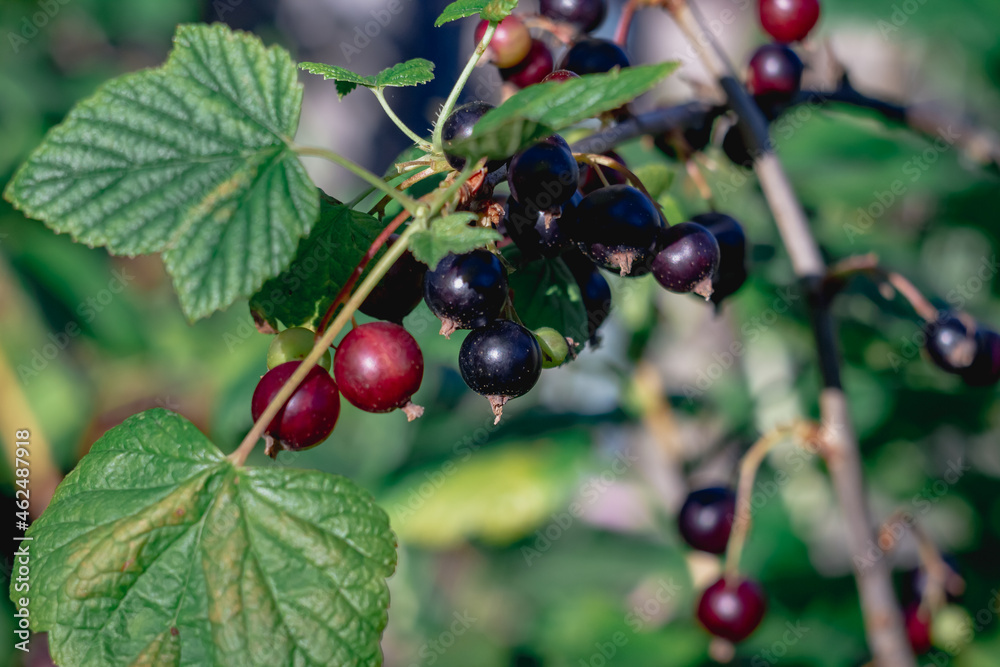 Black currant berries grow close-up on a bush in the garden in summer Black currant berries grow close-up on a bush in the garden in summer