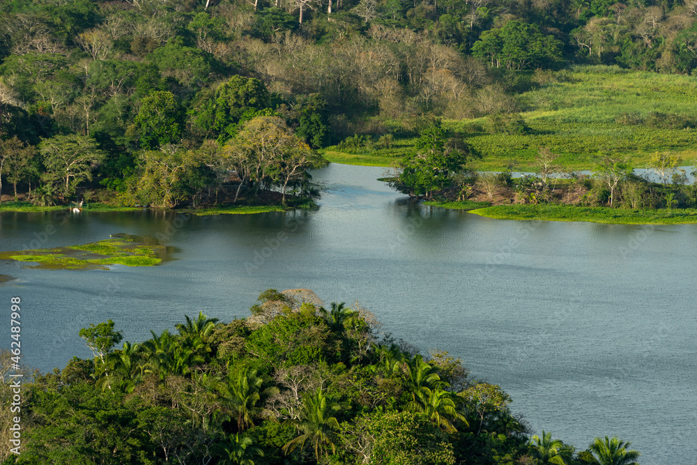 The tropical rainforest in Gamboa along the Panama Canal, Gatun lake, Panama, Central America The tropical rainforest in Gamboa along the Panama Canal, Gatun lake, Panama, Central America