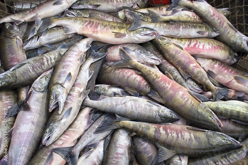 Fresh chum salmon ( Oncorhynchus keta ) catch. Amur river. Khabarovsk Krai, far East, Russia.