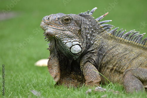 Primer plano de una Iguana en el Parque Seminario  Guayaquil  Ecuador