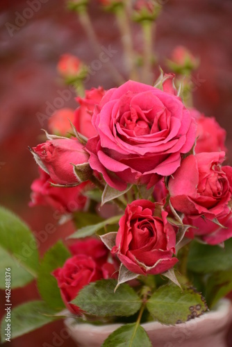 Delicate bouquet of pink red roses close up