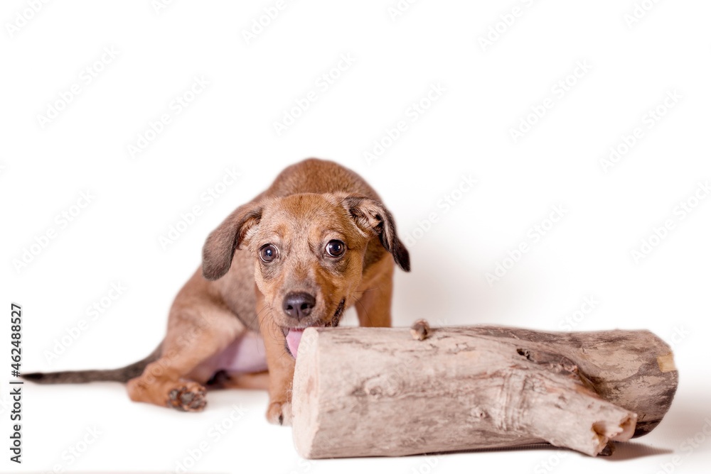 red mongrel puppy gnaws a large log