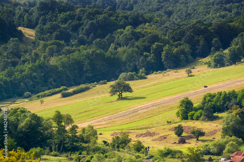 Pola ziemia uprawna latem w otoczeniu lasów panorama  © Monika