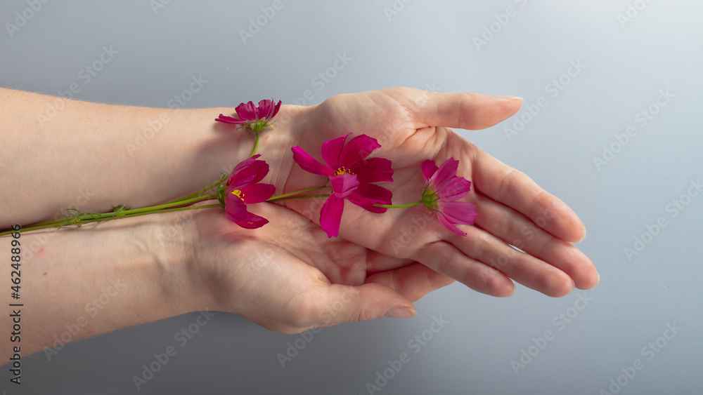 Crimson flowers on a woman's hand, a woman's hand on a gray background Crimson flowers on a woman's hand, a woman's hand on a gray background