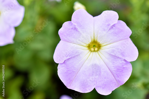 Multicolored petunia flowers close-up in summer