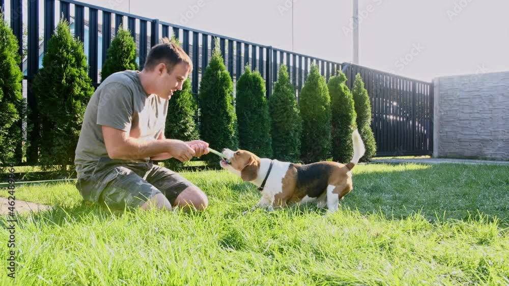 Man plays with his beagle dog outdoors and treats her pet with a treat. Teases his puppy with his favourite toy. Slow Motion. High quality 4k footage Man plays with his beagle dog outdoors and treats her pet with a treat. Teases his puppy with his favourite toy. Slow Motion. High quality 4k footage