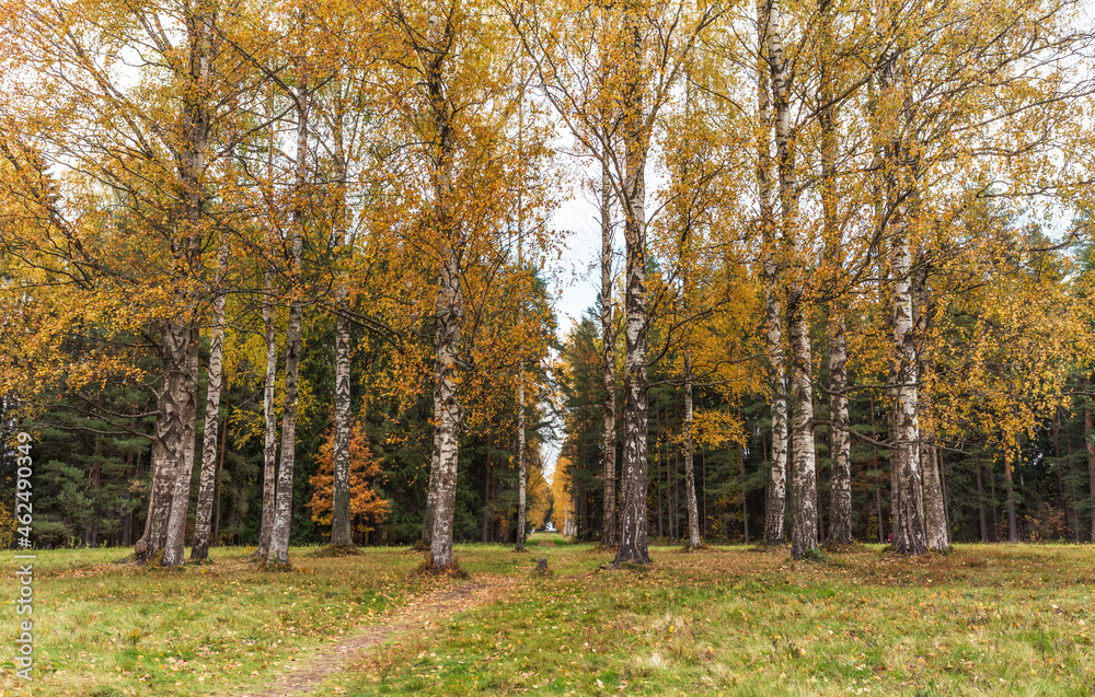 Yellowed birch trees against the background of green fir trees in an autumn park