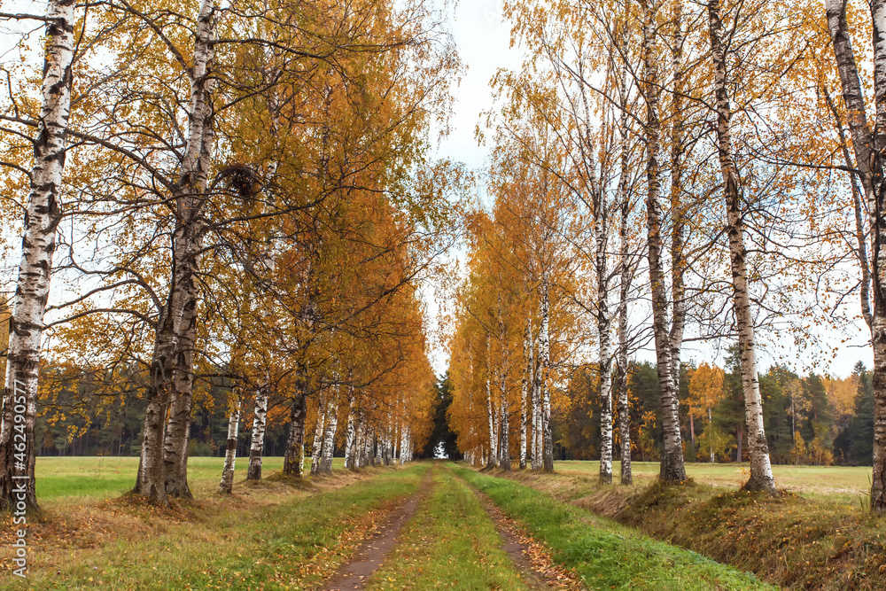 Country road with birches along the sides with yellowed foliage