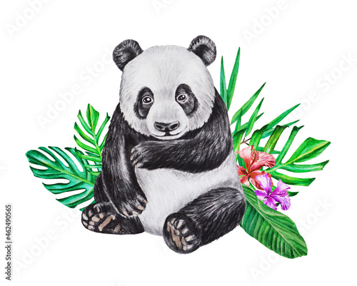 Panda bear in tropical leaves. Watercolor illustration. Hand drawn. Isolated on a white background.