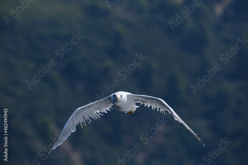 Mediterranean seagull Audouin's gull mid air shot