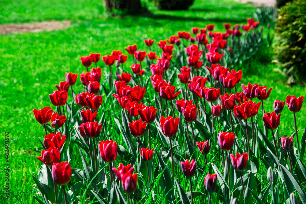 Fototapeta premium tulips