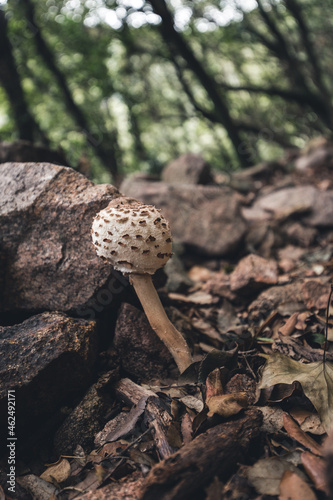 Coprinus picaceus, zetas en un bosque durante el otoño. Naturaleza y paisaje 