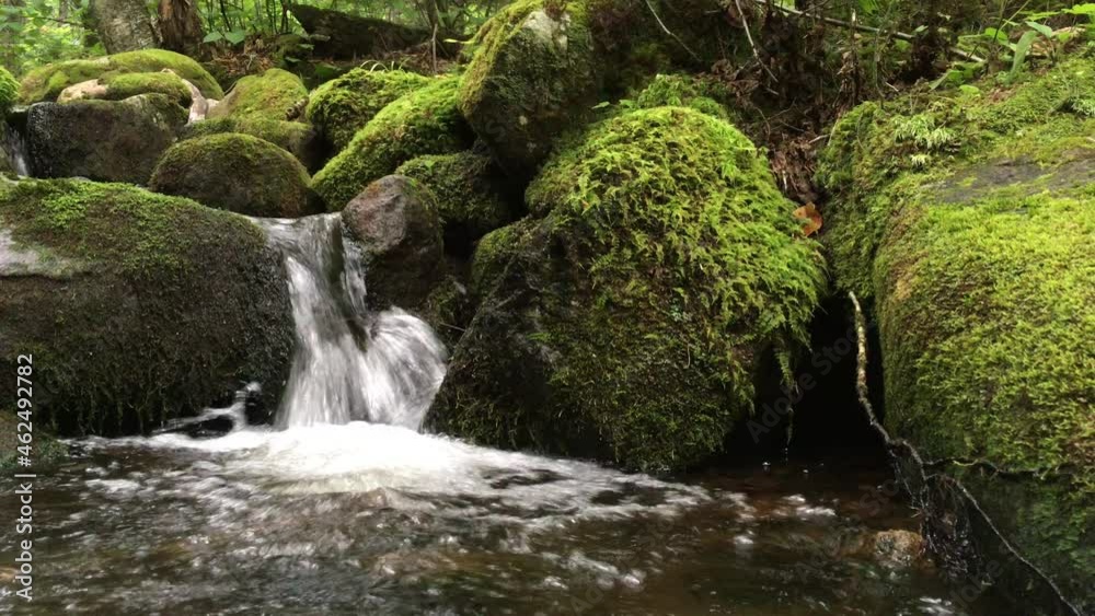 une rivière dans la forêt une rivière dans la forêt