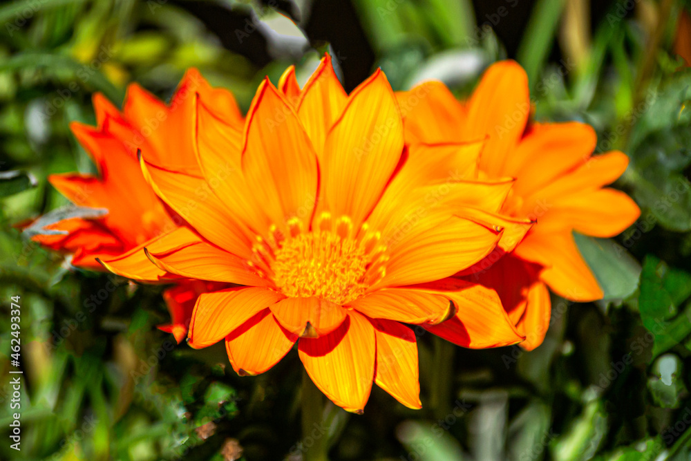 Orange gerbera flowers in the garden on the flower bed. Orange gerbera flowers in the garden on the flower bed.